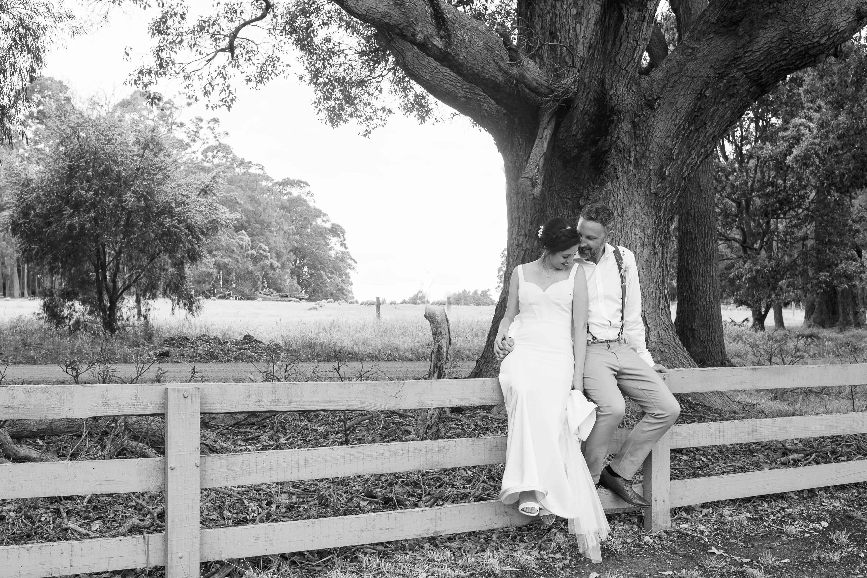 Black and white portrait of a bride and groom sitting close on a white timber farm fence beneath a sprawling old peppermint tree at Tanah Marah, Margaret River, with an open paddock stretching out behind them