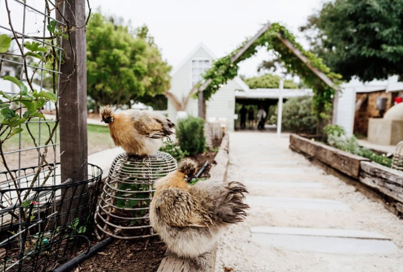 chickens meelup farmhouse wedding 